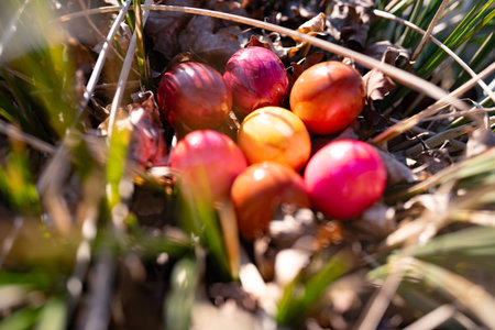 Colorful Easter eggs in grass on lakeshore. Sunny easter background in spring. Top view close-up.の写真素材