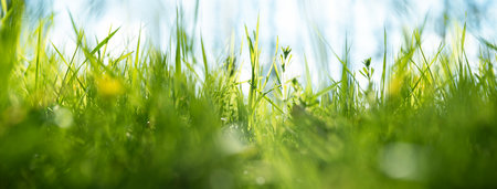 Bright green spring meadow in sunlight. Sunny nature background with blue sky. Horizontal close-up with short depth of field.の写真素材