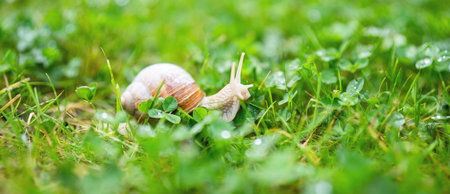 Snail on dewy grass in spring. Background for nature and the environment. Close up.の写真素材