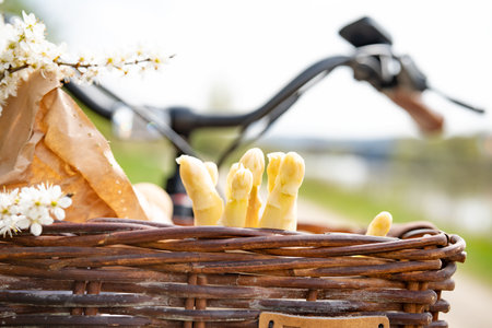 Fresh white asparagus and raw potatoes from the market. Seasonal vegetables and flowers in a bicycle basket. Background for healthy eating and local shopping.の写真素材