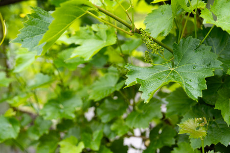 Green foliage with young grape vines. Close-up background for gardening.の写真素材