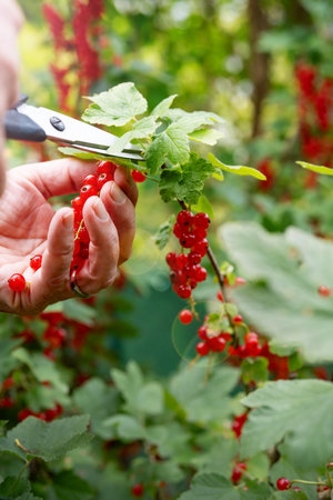 Hands harvesting red currants in the garden. Male hands cutting fresh red currants from a bush with scissors. Vertical close-up with bokeh.の写真素材