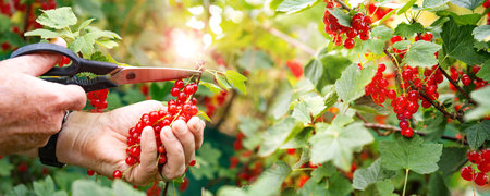 Hands harvesting red currants in the garden. Male hands cutting fresh red currants from a bush with...