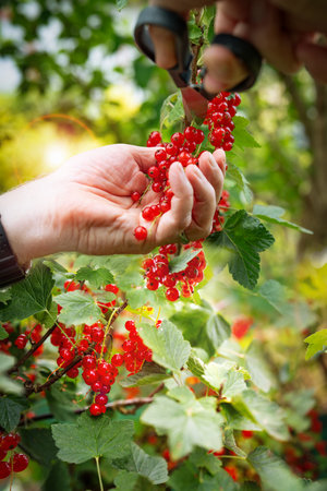 Hands harvesting red currants in the garden. Male hands cutting fresh red currants from a bush with scissors. Sunny vertical close-up with bokeh.の写真素材