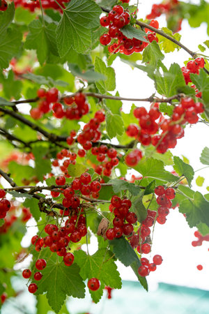 Busch with ripe red currants in a sunny orchard. Vertical close-up.の写真素材