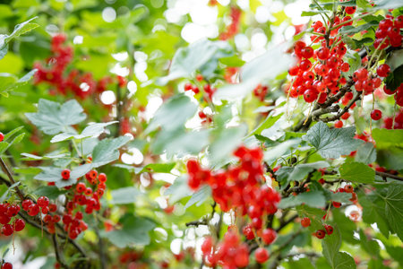 Busch with ripe red currants in a sunny orchard. Close-up with short depth of field.の写真素材