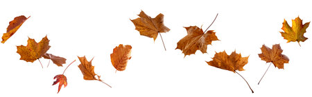 Various colorful autumn leaves isolated on white background. Suitable for seasonal nature concepts...