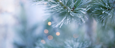 Pine branches in winter with white hoarfrost. Horizontal Christmas background with bright diffused bokeh lights. Close up.の写真素材