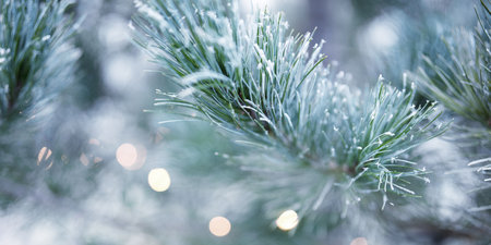 Pine branches in winter with white hoarfrost. Christmas background with bright diffused bokeh lights. Close up.の写真素材