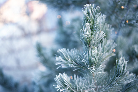 Pine branches in winter with frozen hoarfrost. Close-up of a natural Christmas tree outdoors.の写真素材
