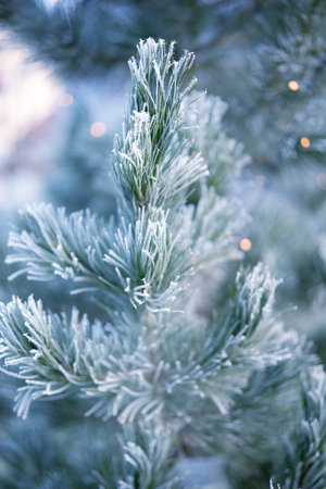 Pine branches in winter with frozen hoarfrost. Vertical close-up of a natural Christmas tree outdoors.の写真素材