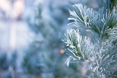 Pine branches in winter with frozen hoarfrost. Close-up of a natural Christmas tree outdoors.の写真素材