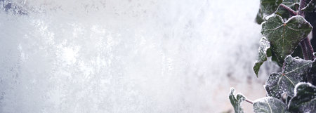 Frozen ivy on the window with ice flowers and frost crystals. Horizontal winter background for seasonal nature themes with space for text.の写真素材