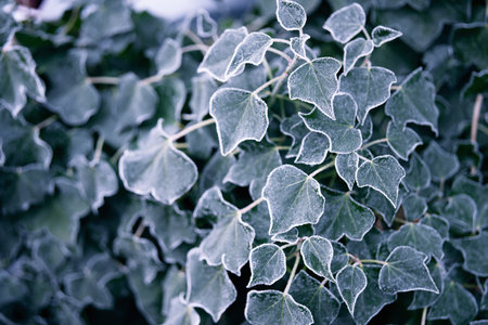 Frozen ivy on the window with ice flowers and frost crystals. Winter background for seasonal nature themes with space for text.の写真素材