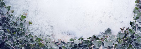 Frozen ivy on the window with ice flowers and frost crystals. Horizontal winter background for seasonal nature themes with space for text.の写真素材