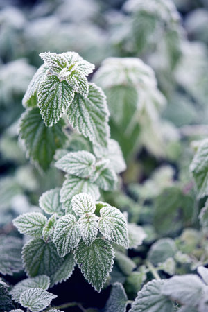 Frozen nettle leaves in early morning with frost crystals. Vertical winter background for seasonal nature themes. Close up.の写真素材