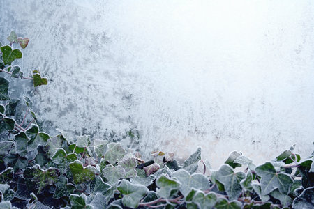Frozen ivy on the window with ice flowers and frost crystals. Winter nature background for seasonal themes with space for text.の写真素材