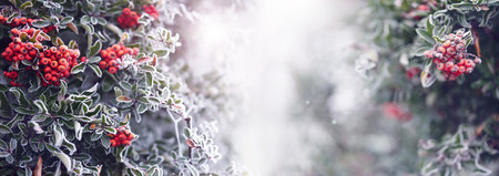 Frost covered branches with red berries and dense green foliage. Seasonal nature landscape on a cold winter morning. Horizontal close-up with space for text.の写真素材