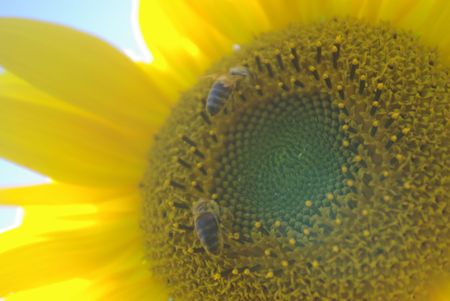 bee on sunflowerの写真素材