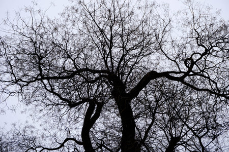 Tangled shadow branch on the skyの写真素材
