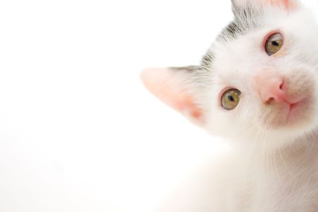 Pets : Isolated Kittenの写真素材