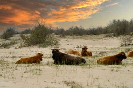 Returned grazing cows sitting on the beachの写真素材