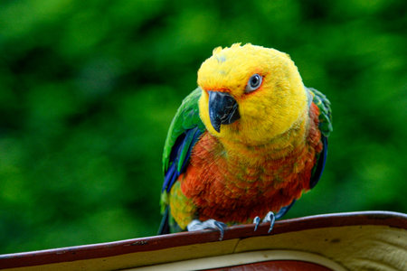 Beautifully colored parrot climbing on a wood and looking