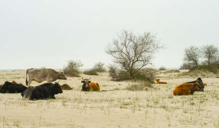 Cows returned from grazing in Danube Delta Romaniaの写真素材