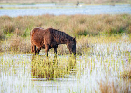 Wild horses that graze freely in the Danube Delta in Romaniaの写真素材