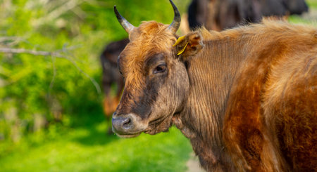 Cows returned from grazing in Danube Delta Romania