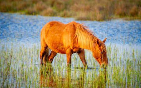 Wild horses that graze freely in the Danube Delta in Romaniaの写真素材