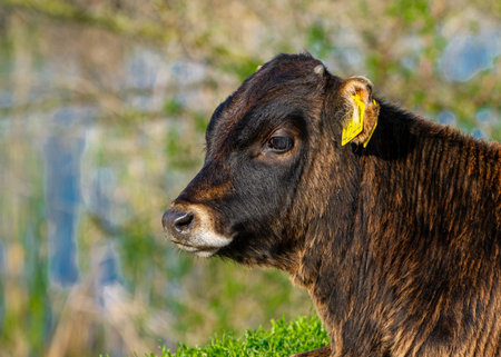 Cows returned from grazing in Danube Delta Romania