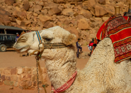 Camels in Jordan Wadi Rum desert on red sand with baby and high mountains in the background