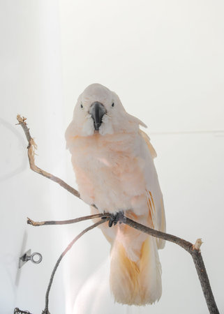 White parrot in the zoo sitting on a branch