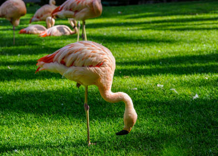 Pink flamingos on the grass in Tenerife zooの写真素材