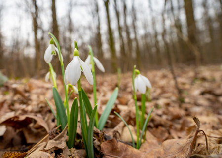 First snowdrops sprout in the forest near Bucharest 2022 February 24