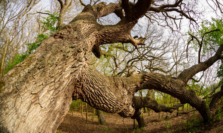 Very old oaks in the Danube Delta Romania are visited by tourists