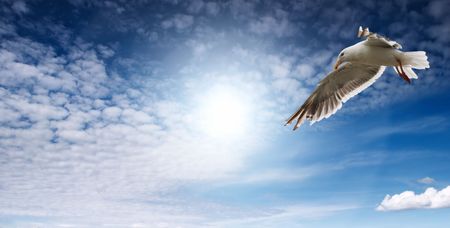 Blue sky and flaying seagullの写真素材