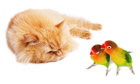 Lazy cat and two lovebirdsの写真素材