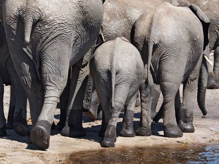 Herd of elephants, Chobe N.P., Botswanaの写真素材