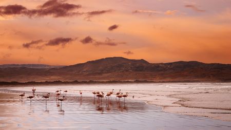Flamingoes on the beach, Atlantic coast of Namibiaの写真素材