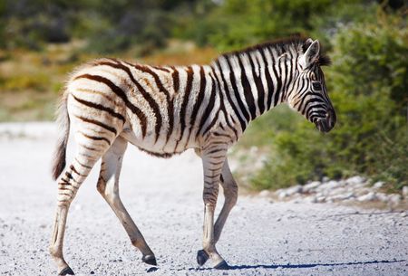 Zebra  cross the road, Etosha N.P., Namibia\rの写真素材