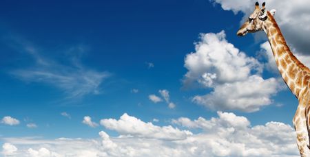 Giraffe's neck against blue sky backgroundの写真素材