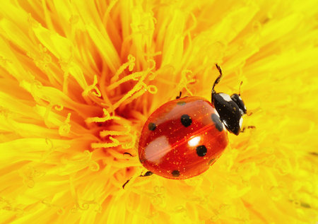 Closeup of yellow flower with ladybugの写真素材