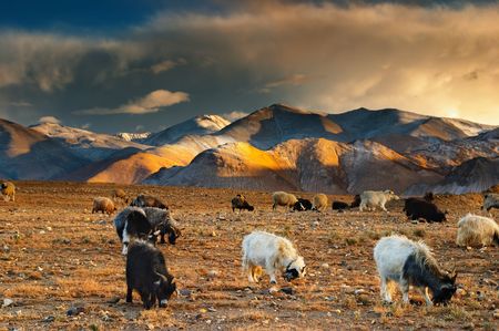 Tibetan landscape with grazing sheep and goats の写真素材