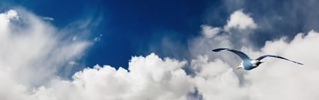 Seagull flying in cloudy skyの写真素材