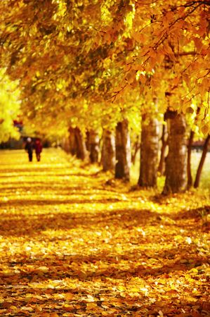 Golden autumn in the park の写真素材
