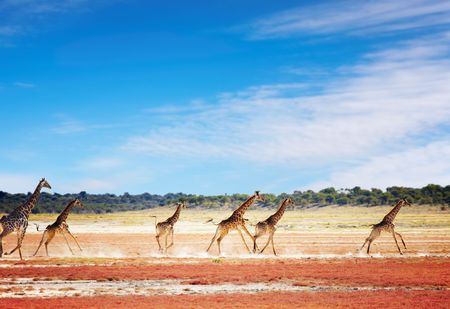 Herd of giraffes in african savanna, Etosha National Park, Namibiaの写真素材