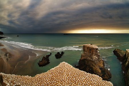 Gannet colony, Muriwai Beach, New Zealandの写真素材