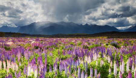 Landscape with mountains and blooming fieldの写真素材